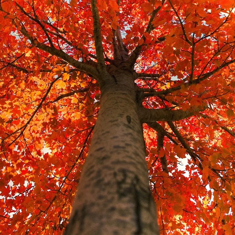 media/image/Hard-Maple-Tree.jpg